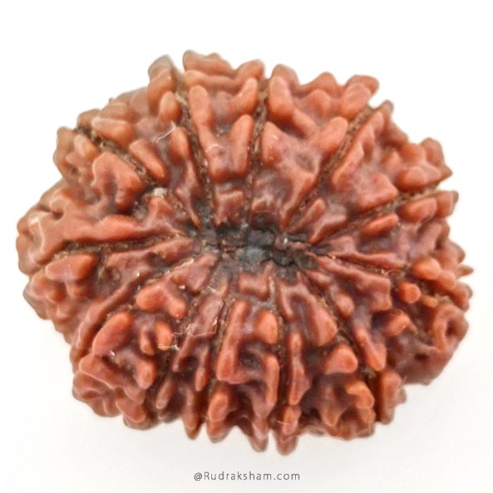 (29.50mm) 12 Mukhi Rudraksha Super Collector Bead | 12 Mukhi Rudraksha Bead | Buy Online 12 Faced Nepali Rudraksha, Energised, Natural and Original Twelve Mukhi - Super Collector Bead
