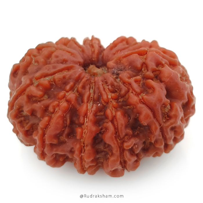 (29.57mm) 12 Mukhi Rudraksha Super Collector Bead | Twelve Mukhi Rudraksha Bead | Barah Mukhi, Twelve Faced Nepalese Rudraksha Shiva Bead | 12 Faced Rudraksha At Best Price