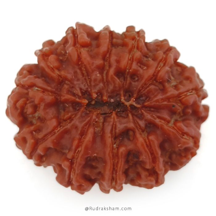 (29.57mm) 12 Mukhi Rudraksha Super Collector Bead | Twelve Mukhi Rudraksha Bead | Barah Mukhi, Twelve Faced Nepalese Rudraksha Shiva Bead | 12 Faced Rudraksha At Best Price