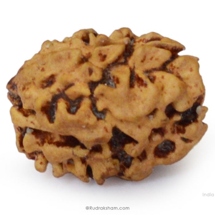 (24.20mm) 2 Mukhi Rudraksha Bead Two Mukhi Rudraksha from Nepal - Super Collector Rudraksha bead