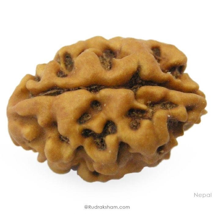 (24.20mm) 2 Mukhi Rudraksha Bead Two Mukhi Rudraksha from Nepal - Super Collector Rudraksha bead