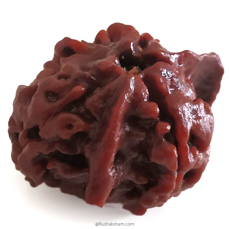 Ganesh Rudraksha Bead With 2 Trunks 100% Original & Spiritual Ganesha Rudraksha Bead From Nepal - 6 | Trunk Rudraksha