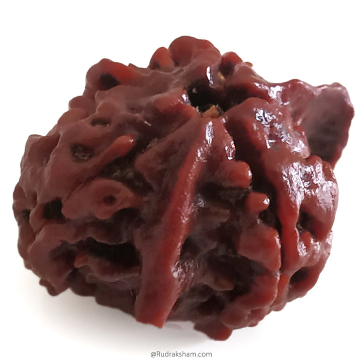 Ganesh Rudraksha Bead With 2 Trunks 100% Original & Spiritual Ganesha Rudraksha Bead From Nepal - 6 | Trunk Rudraksha