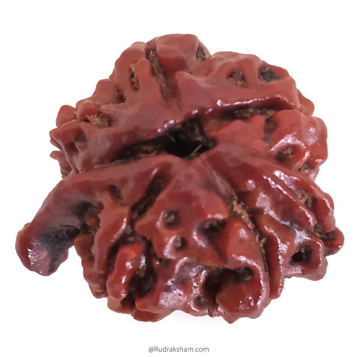 Ganesh Rudraksha Bead With 2 Trunks 100% Original & Spiritual Ganesha Rudraksha Bead From Nepal - 9 | Trunk Rudraksha