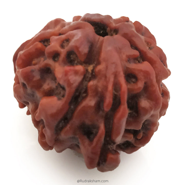 Ganesh Rudraksha Bead With 2 Trunks 100% Original & Spiritual Ganesha Rudraksha Bead From Nepal - 9 | Trunk Rudraksha