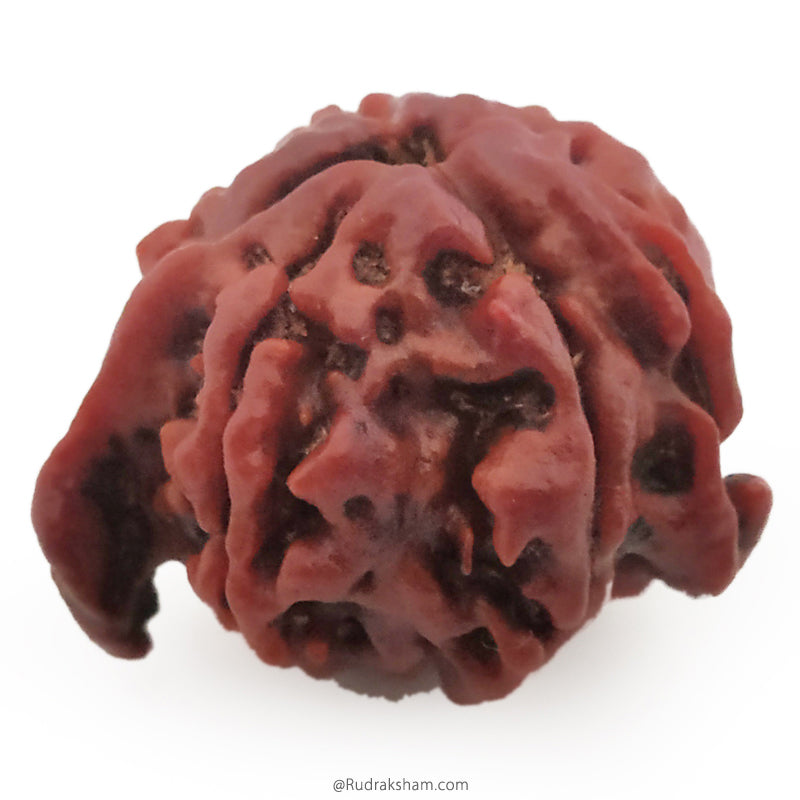 Ganesh Rudraksha Bead With 2 Trunks 100% Original & Spiritual Ganesha Rudraksha Bead From Nepal - 9 | Trunk Rudraksha