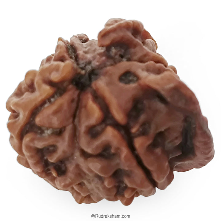 Ganesh Rudraksha Bead With 2 Trunks 100% Original & Spiritual Ganesha Rudraksha Bead From Nepal - 4 | Trunk Rudraksha