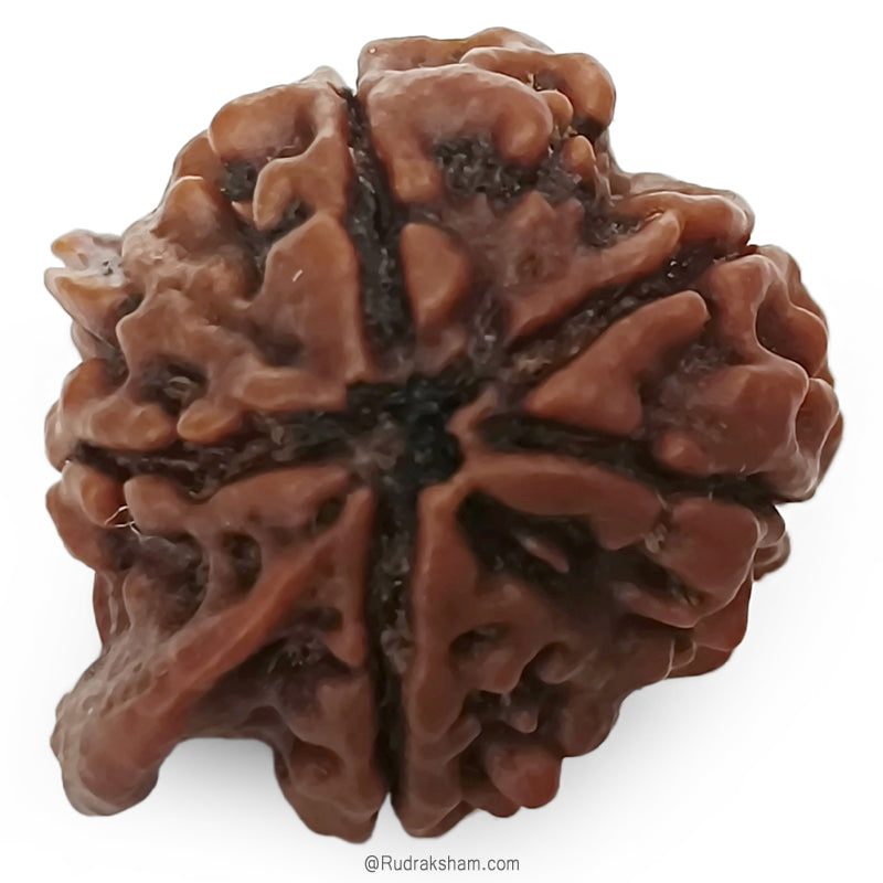 Ganesh Rudraksha Bead With 2 Trunks 100% Original & Spiritual Ganesha Rudraksha Bead From Nepal - 4 | Trunk Rudraksha