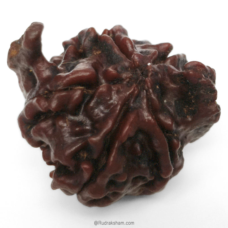 Ganesh Rudraksha Bead With 2 Trunks 100% Original & Spiritual Ganesha Rudraksha Bead From Nepal - 3 | Trunk Rudraksha