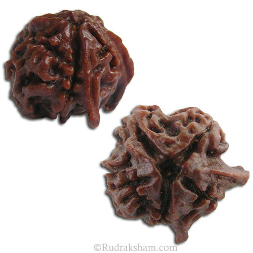 Ganesh Rudraksha Bead with 2 Trunks 100% Original Trunk Ganesha Rudraksha Bead from Nepal -5