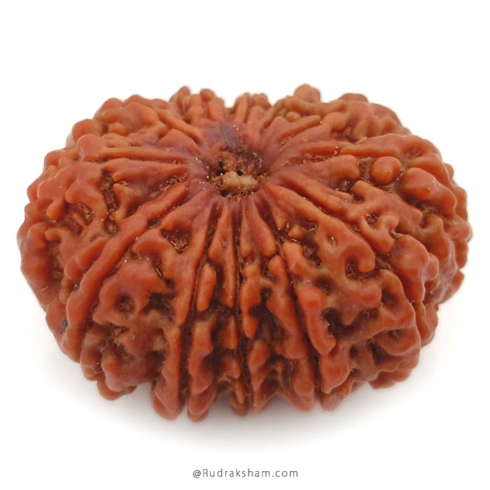 (30.15mm) 12 Mukhi Rudraksha Super Collector Bead | 12 Mukhi Rudraksha Bead | Barah Mukhi, Twelve Faced Nepali Rudraksha in Vedic Astrology , Rudraksha Bead for Palnet Sun - Super Collector Bead