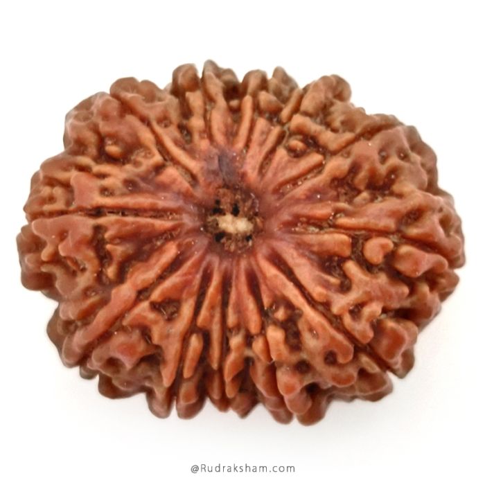 (30.15mm) 12 Mukhi Rudraksha Super Collector Bead | 12 Mukhi Rudraksha Bead | Barah Mukhi, Twelve Faced Nepali Rudraksha in Vedic Astrology , Rudraksha Bead for Palnet Sun - Super Collector Bead