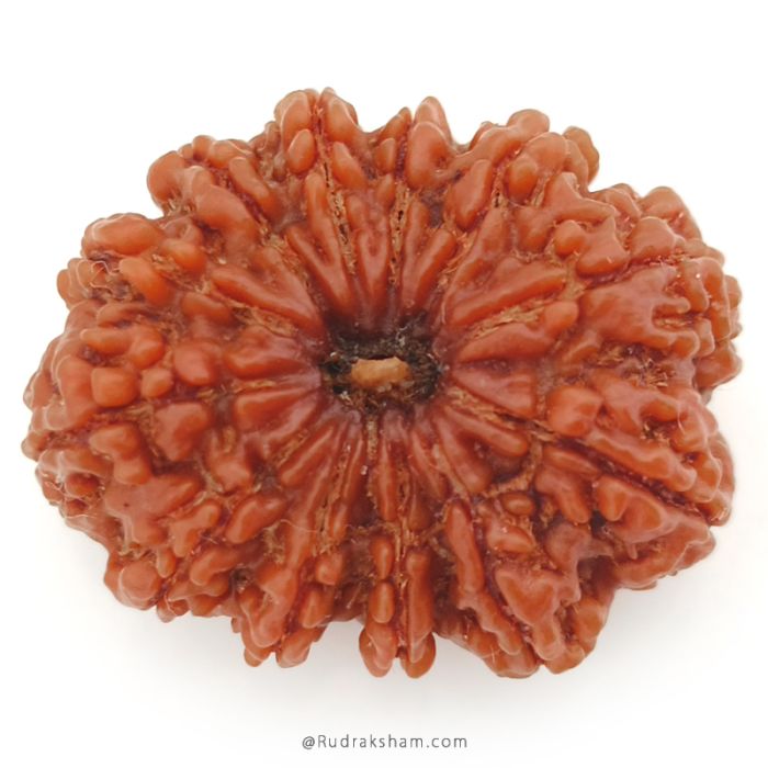 (30.25mm) 12 Mukhi Rudraksha Super Collector Bead | Twelve Mukhi Rudraksha Bead |Barah Mukhi, Twelve Faced Nepal Rudraksha Bead Buy Online Natural Authentic And Energised 12 Mukhi Super Collector Bead