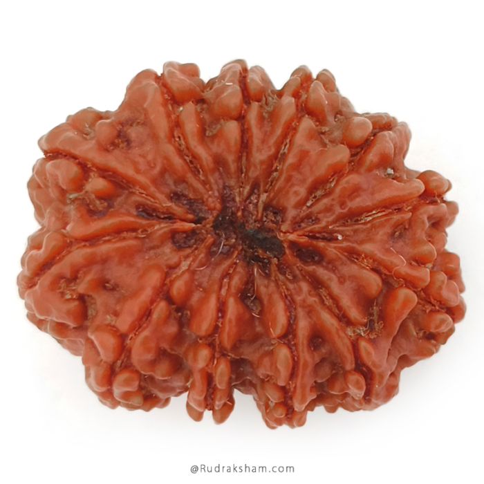(30.25mm) 12 Mukhi Rudraksha Super Collector Bead | Twelve Mukhi Rudraksha Bead |Barah Mukhi, Twelve Faced Nepal Rudraksha Bead Buy Online Natural Authentic And Energised 12 Mukhi Super Collector Bead