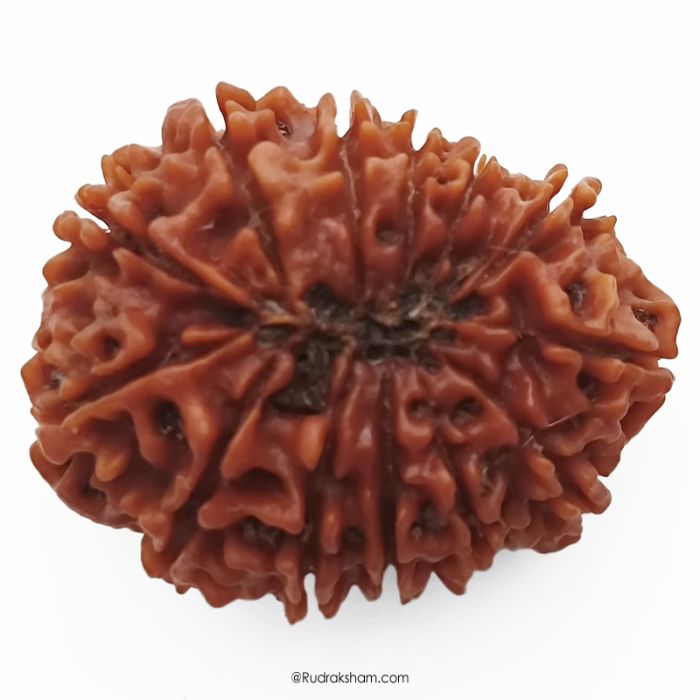 (30.29mm) 13 Mukhi Rudraksha Super Collector Bead | 13 Mukhi Rudraksha Bead | Terah Mukhi - Thirteen Faced - Rudraksha from Nepal 100% Authentic Pure Natural - Super Collector Bead