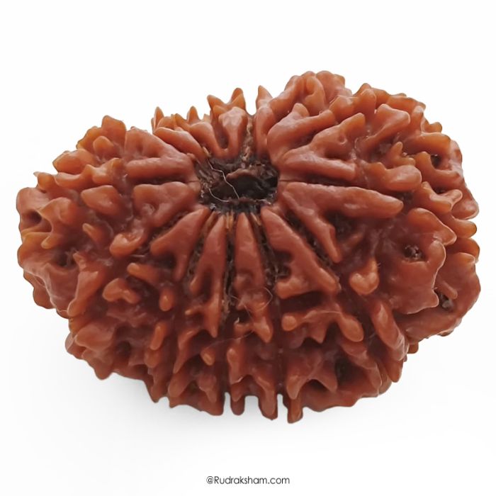 (30.29mm) 13 Mukhi Rudraksha Super Collector Bead | 13 Mukhi Rudraksha Bead | Terah Mukhi - Thirteen Faced - Rudraksha from Nepal 100% Authentic Pure Natural - Super Collector Bead