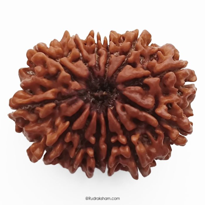 (30.63mm) 13 Mukhi Rudraksha Super Collector Bead | 13 Mukhi Rudraksha Bead | Terah Mukhi - Thirteen Faced - Rudraksha from Nepal 100% Authentic Pure Natural - Super Collector Bead