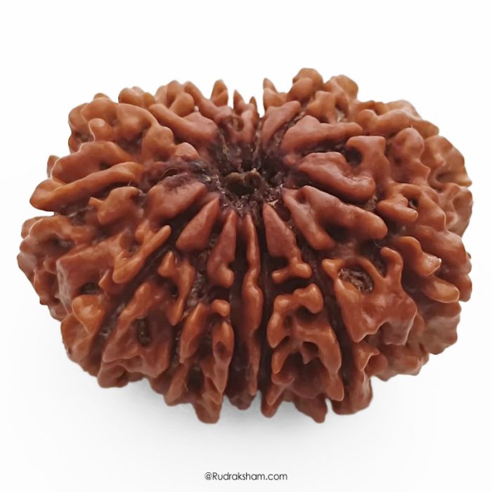 (30.63mm) 13 Mukhi Rudraksha Super Collector Bead | 13 Mukhi Rudraksha Bead | Terah Mukhi - Thirteen Faced - Rudraksha from Nepal 100% Authentic Pure Natural - Super Collector Bead