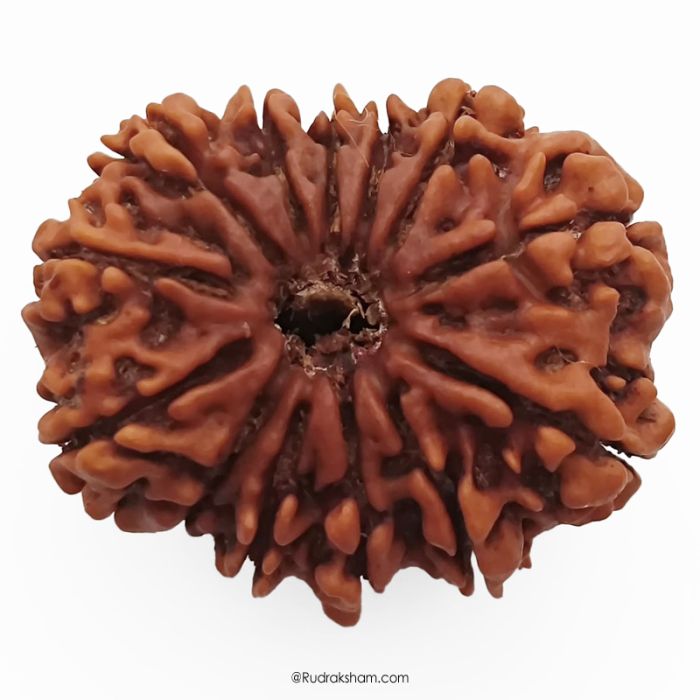 (30.82mm) 13 Mukhi Rudraksha Super Collector Bead | 13 Mukhi Rudraksha Bead | Terah Mukhi - Thirteen Faced - Rudraksha from Nepal 100% Authentic Pure Natural - Super Collector Bead