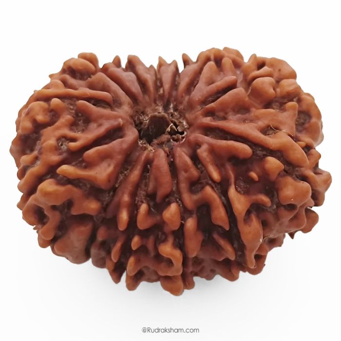 (30.82mm) 13 Mukhi Rudraksha Super Collector Bead | 13 Mukhi Rudraksha Bead | Terah Mukhi - Thirteen Faced - Rudraksha from Nepal 100% Authentic Pure Natural - Super Collector Bead