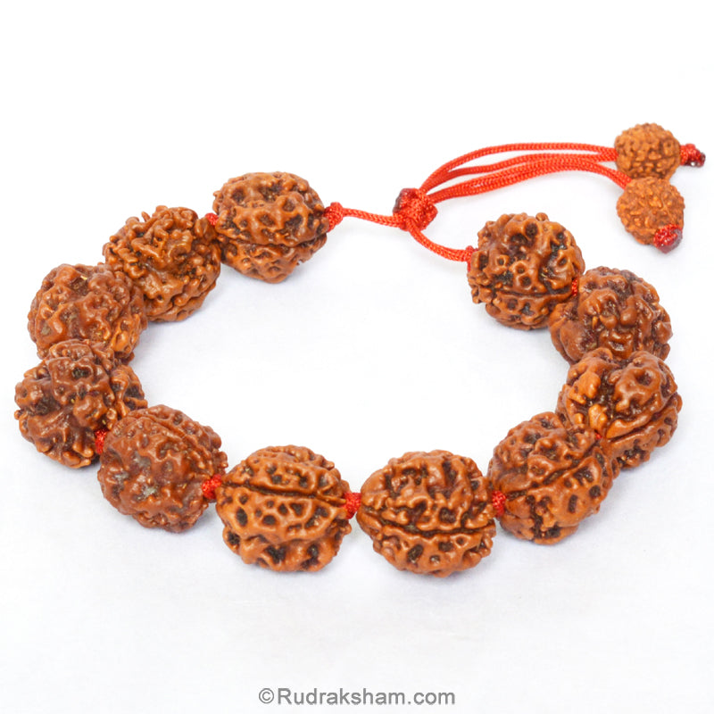 3 Mukhi Rudraksha Bead Mala Bracelet | Nepal Three Mukhi Rudraksha Thread Bracelet for Planet Mars | Eleven Beads of 3 Mukhi