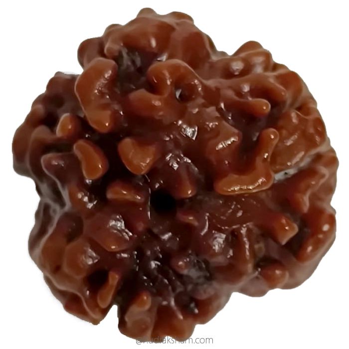 (19.38mm) 3 Mukhi Rudraksha Super Collector Bead | Three Faced Rudraksha Bead | Teen Mukhi, 3 Faced Rudraksha from Nepal | Energised and Original High Quality Super Collector Bead