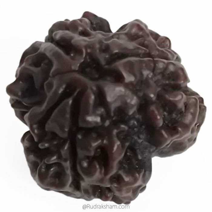 (20.40mm) 3 Mukhi Rudraksha Super Collector Bead | 3 Mukhi Rudraksha Bead | Teen Mukhi - Three Faced Rudraksha from Nepal | Effects of Three faced Super Collector Rudraksha Bead