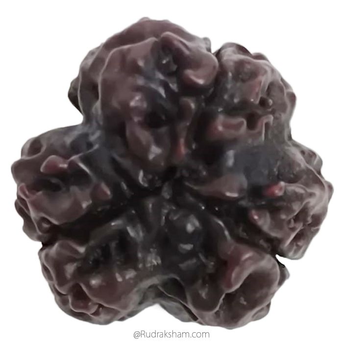 (20.40mm) 3 Mukhi Rudraksha Super Collector Bead | 3 Mukhi Rudraksha Bead | Teen Mukhi - Three Faced Rudraksha from Nepal | Effects of Three faced Super Collector Rudraksha Bead