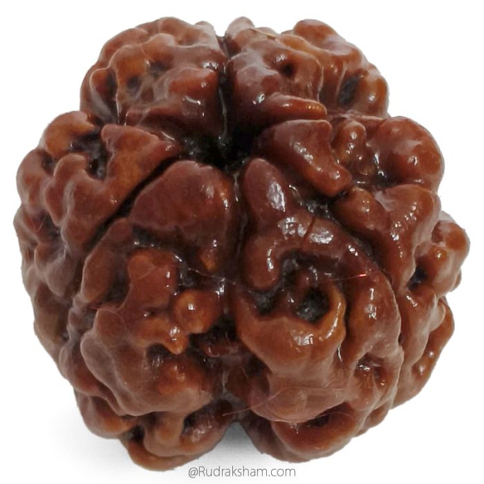 (20.50mm) 3 Mukhi Rudraksha Super Collector Bead | 3 Mukhi Rudraksha Bead | Teen Mukhi - Three Faced Rudraksha from Nepal | 100% Authentic Pure Natural - Super Collector Bead