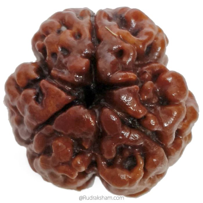 (20.50mm) 3 Mukhi Rudraksha Super Collector Bead | 3 Mukhi Rudraksha Bead | Teen Mukhi - Three Faced Rudraksha from Nepal | 100% Authentic Pure Natural - Super Collector Bead
