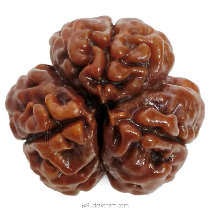 (20.50mm) 3 Mukhi Rudraksha Super Collector Bead | 3 Mukhi Rudraksha Bead | Teen Mukhi - Three Faced Rudraksha from Nepal | 100% Authentic Pure Natural - Super Collector Bead