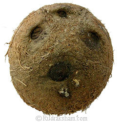 Four Eye Coconut Nariyal