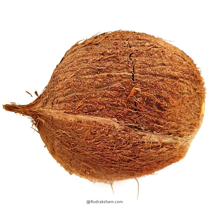 Five Eye Coconut Nariyal