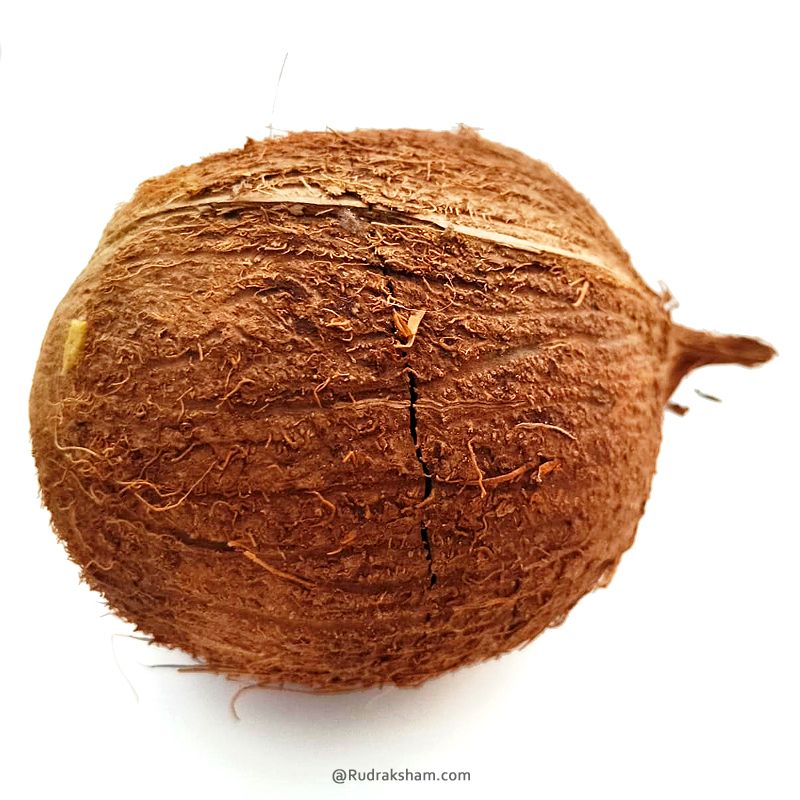 Five Eye Coconut Nariyal