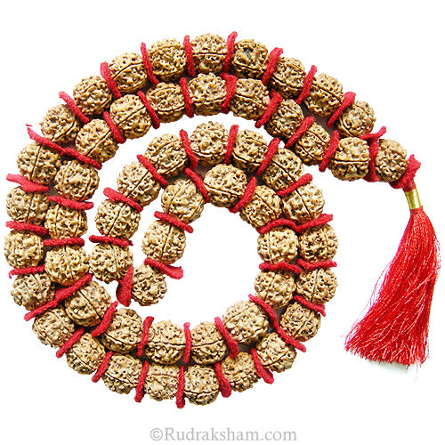 ( 24-25mm ) 5 Mukhi Giant Rudraksha Bead Kantha Mala Necklace 33 Beads | High Quality Giant Collector Grade Rudraksha Beads