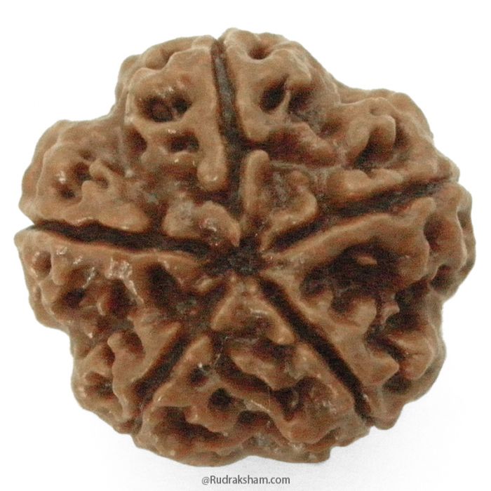 (23.74mm) 5 Mukhi Rudraksha Super Collector Bead | 5 Mukhi Rudraksha Bead | Paanch Mukhi, Five Faced Rudraksha from Nepal | Benefits of 5 Mukhi Rudraksha Super Collector Bead