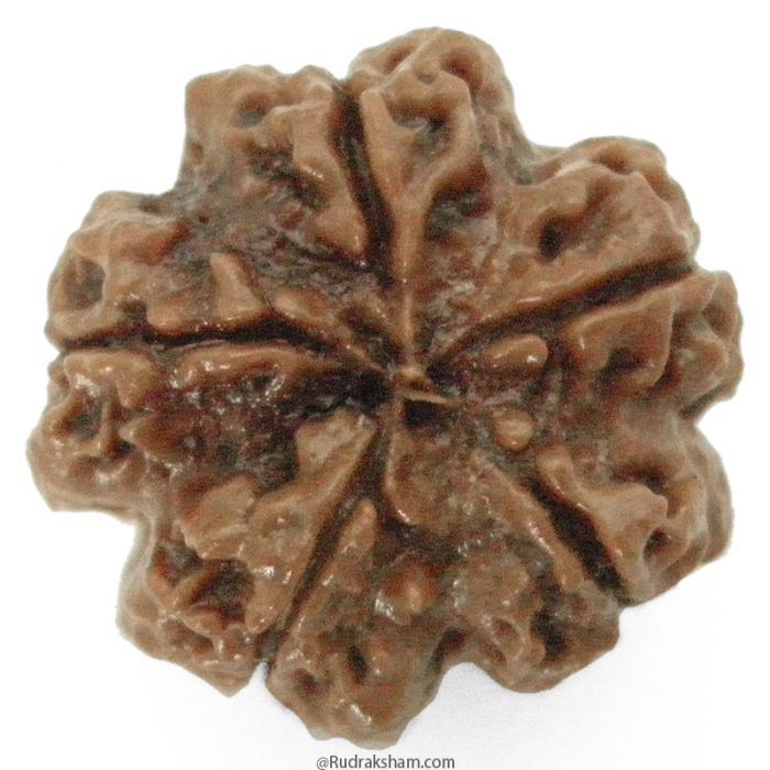 (23.83mm) 5 Mukhi Rudraksha Super Collector Bead | 5 Mukhi Rudraksha Bead | Paanch Mukhi, Five Faced Rudraksha from Nepal | Benefits of 5 Mukhi Rudraksha Super Collector Bead