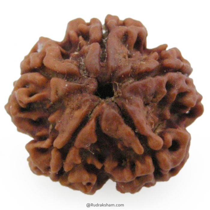 (23.87mm) 5 Mukhi Rudraksha Super Collector Bead | 5 Mukhi Rudraksha Bead | Paanch Mukhi, Five Faced Rudraksha from Nepal | Benefits of 5 Mukhi Rudraksha Super Collector Bead