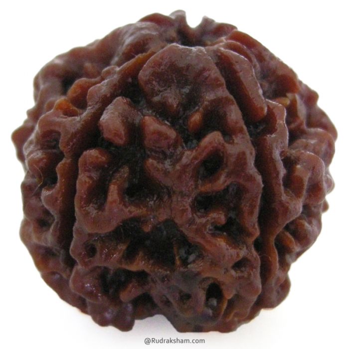 (25.36mm) 5 Mukhi Rudraksha Super Collector Bead | 5 Mukhi Rudraksha Bead | Panch Mukhi, Five Faced Nepal Rudraksha | Wholesale Rudraksha Beads