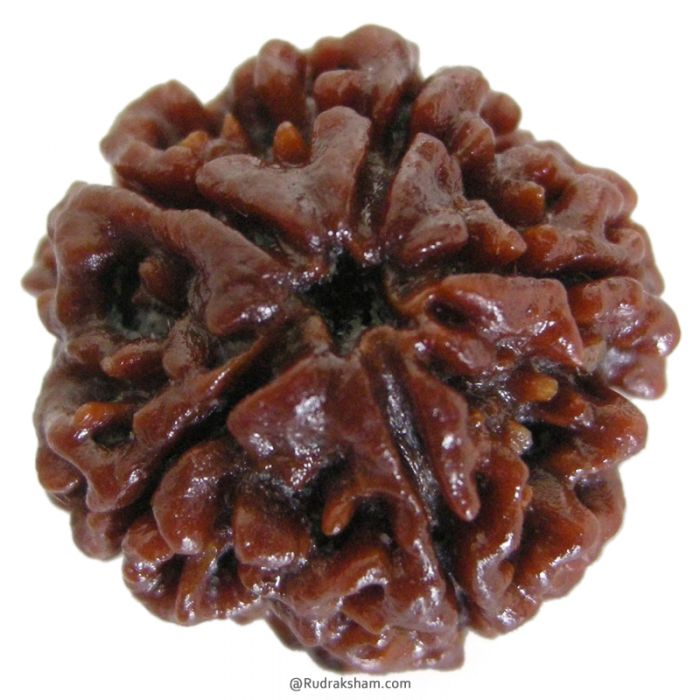 (25.36mm) 5 Mukhi Rudraksha Super Collector Bead | 5 Mukhi Rudraksha Bead | Panch Mukhi, Five Faced Nepal Rudraksha | Wholesale Rudraksha Beads