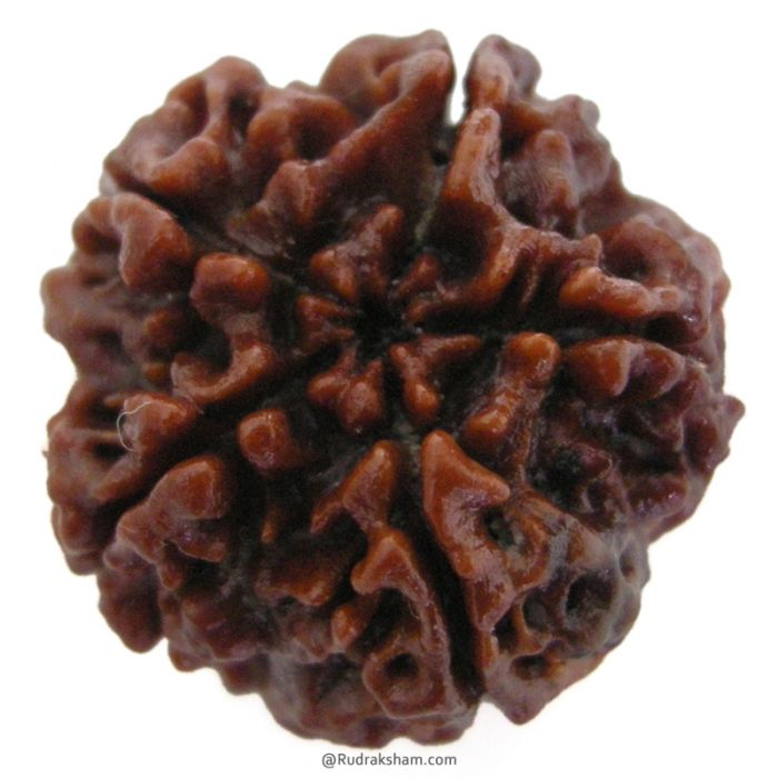 (25.36mm) 5 Mukhi Rudraksha Super Collector Bead | 5 Mukhi Rudraksha Bead | Panch Mukhi, Five Faced Nepal Rudraksha | Wholesale Rudraksha Beads