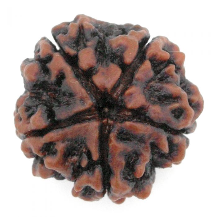 (27.12mm) 5 Mukhi Rudraksha Super Collector Bead | 5 Mukhi Rudraksha Bead | Paanch Mukhi, Five Faced Nepal Rudraksha | Pure Shiva Rudraksha Bead - High Quality Super Collector Rudraksha Bead
