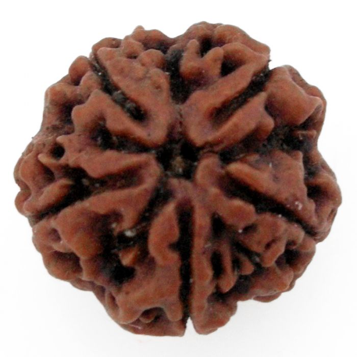 (27.00mm) 5 Mukhi Rudraksha Super Collector Bead | 5 Mukhi Rudraksha Bead | Panch Mukhi - Five Faced Nepal Rudraksha for Planet Jupiter