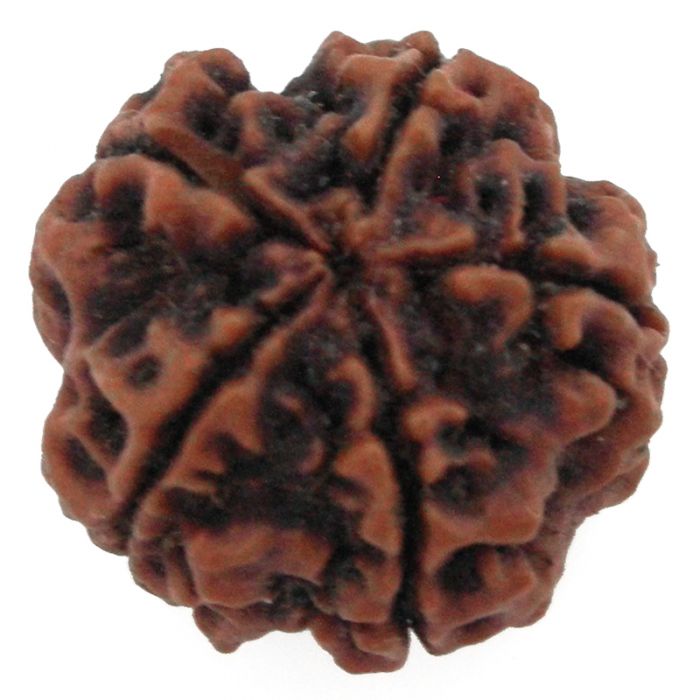 (27.00mm) 5 Mukhi Rudraksha Super Collector Bead | 5 Mukhi Rudraksha Bead | Panch Mukhi - Five Faced Nepal Rudraksha for Planet Jupiter