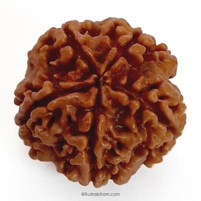 (24.66mm) 5 Mukhi Rudraksha Super Collector Bead | Five Mukhi Rudraksha Nepal Bead | Panch Mukhi Rudraksha Shiva Bead Super Collector Bead