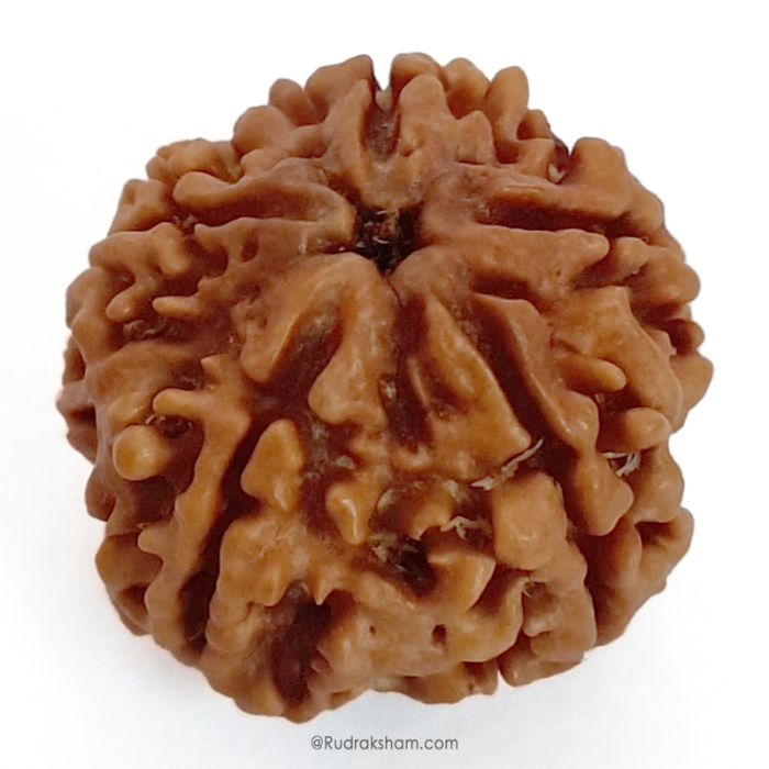 (25.07mm) 5 Mukhi Rudraksha Super Collector Bead | 5 Mukhi Rudraksha Bead | Panch Mukhi, Five Faced - Nepal Rudraksha | Benefits of 5 Mukhi Super Collector Rudraksha