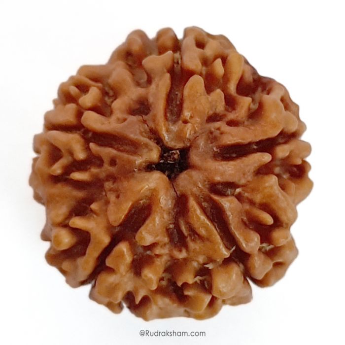 (25.07mm) 5 Mukhi Rudraksha Super Collector Bead | 5 Mukhi Rudraksha Bead | Panch Mukhi, Five Faced - Nepal Rudraksha | Benefits of 5 Mukhi Super Collector Rudraksha
