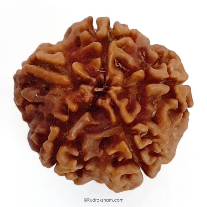 (25.07mm) 5 Mukhi Rudraksha Super Collector Bead | 5 Mukhi Rudraksha Bead | Panch Mukhi, Five Faced - Nepal Rudraksha | Benefits of 5 Mukhi Super Collector Rudraksha