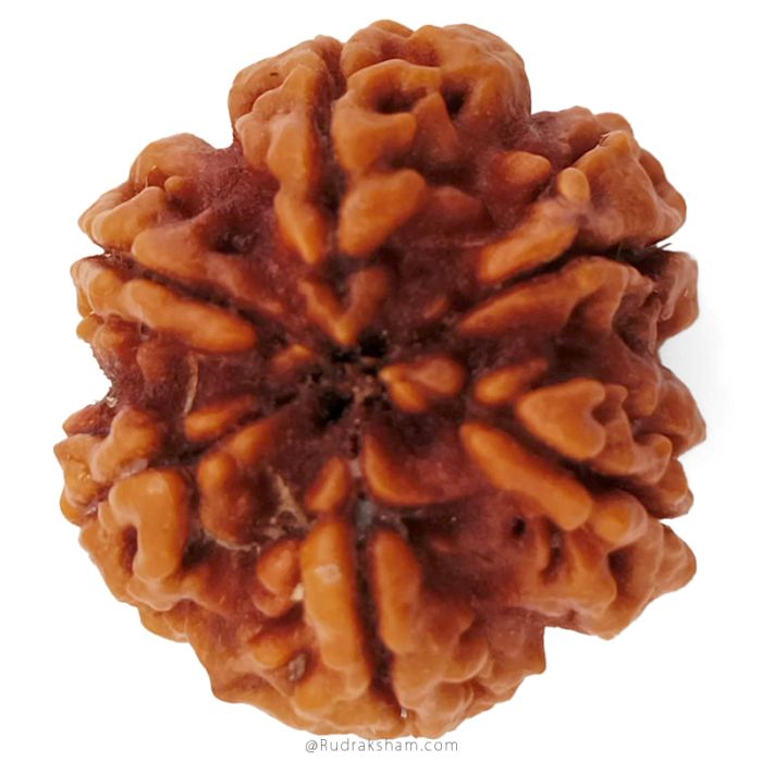 (25.43mm) 6 Mukhi Rudraksha Super Collector Bead | 6 Mukhi Rudraksha Bead | Chah Mukhi, Six Faced Shiva Rudraksha Bead from Nepal | 6 Mukhi Rudraksha Mantra