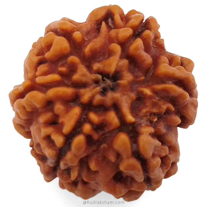 (25.65mm) 6 Mukhi Rudraksha Super Collector Bead | Six Mukhi Rudraksha Bead | Cheh Mukhi, Six Faced Nepali Rudraksha | 6 Mukhi Natural Shiva Bead Benefits and Uses